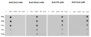 Methylated cytosine DNA standard kit. GTX400004